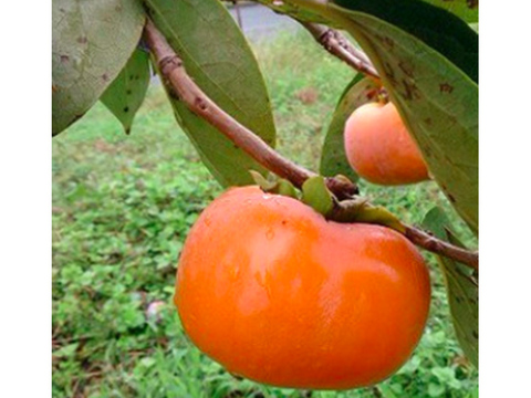 自然栽培の次郎柿 1kg