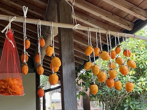 【干し柿用枝付き西条柿】農薬・肥料不使用、自然栽培の渋柿。自然な甘さの西条柿。干し柿に。完熟でそのまま食べても美味。大小不揃い。約１．７キロ（枝付き・干し柿専用紐付き）