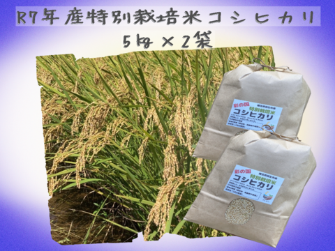 【冷めても感動】Pino farm「弾む、雪肌もち米」～R7年産特別栽培米　ミルキークイーン　10㎏～