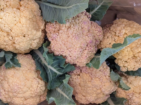 小ちゃい🟡オレンジちゃん