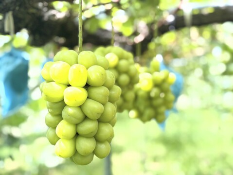 パリッと弾けるシャインマスカット2房入約1㌔：福岡県産のシャイン