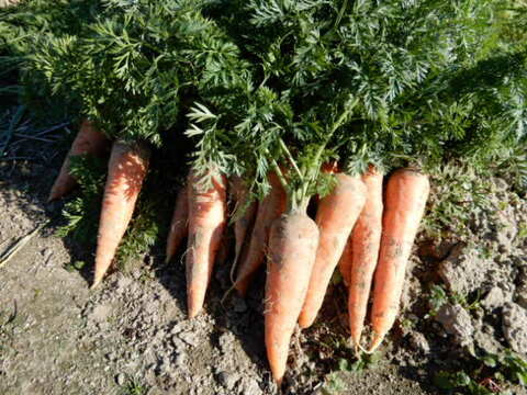 採れたてあまいニンジン２ｋｇ サイズ 形不揃い 愛知県産 食べチョク 農家 漁師の産直ネット通販 旬の食材を生産者直送