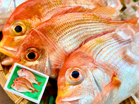 【焼き・煮付けに】ふっくら澄んだ旨みのレンコダイ（３kg）