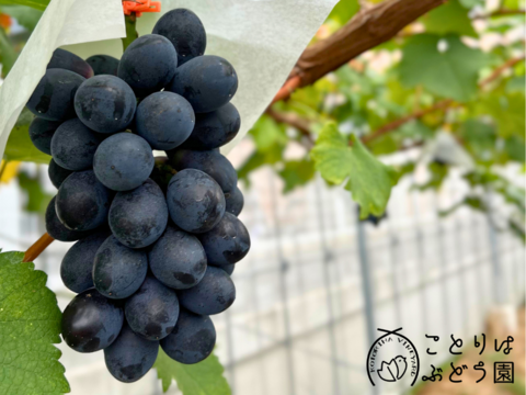 【彩りセット】クイーンセブン＋泉州パープルのセット