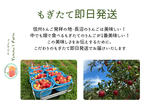 もぎたて 即日発送 りんご サンふじ 訳あり 家庭用 5kg 長野県産 信州りんご発祥の地 産地直送 除草剤不使用 人にやさしく環境にもやさしい