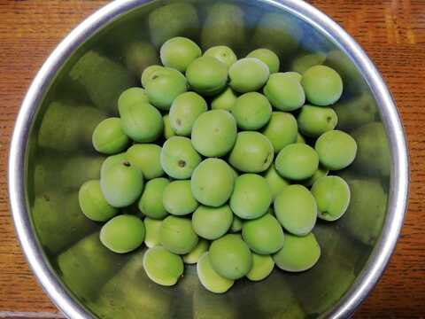 【農薬化学肥料不使用】梅（青梅）　５㎏前後【熨斗(のし)対応可】８０サイズ箱