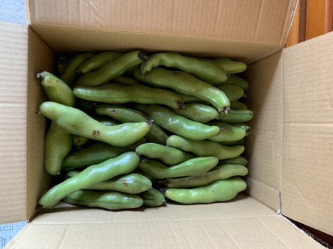 【規格外】そら豆（お多福）約６０本　大きさ不揃い