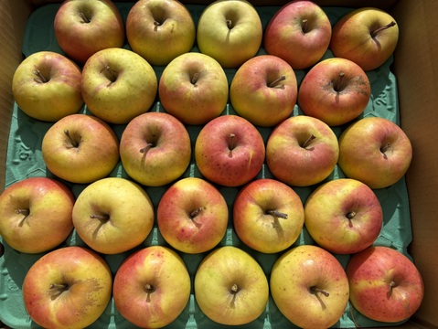 超小玉❗️甘～いりんご✨ぐんま名月 5kg箱 25～28個入り 信州りんご