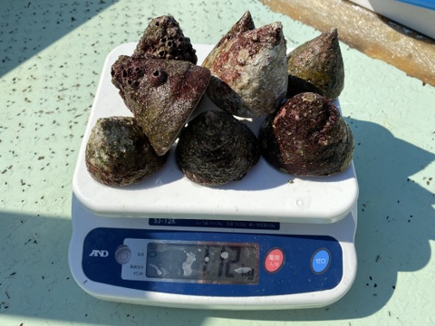 シッタカ　シリタカ　ミナ貝　ギンタカハマ　2キロ