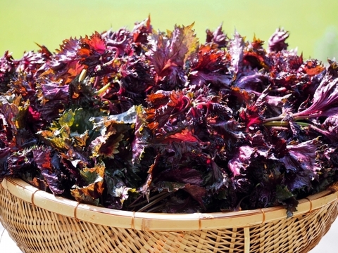 【栽培期間中　農薬不使用】目もカラダもいたわる薬味！赤紫蘇（80サイズの箱にはいるだけ！）