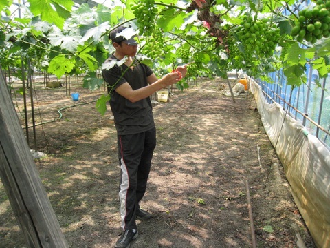 （家庭用）シャインマスカット（「ゴールデンシャインマスカット」）とニューピオーネ（一房400g前後×２）