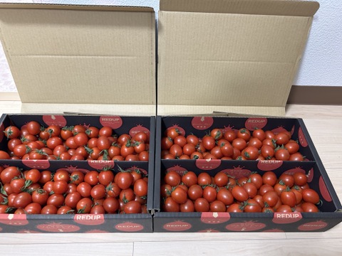 【特別栽培農産物の取得】ソムリエミニトマト　ダイヤ１.５ｋｇ