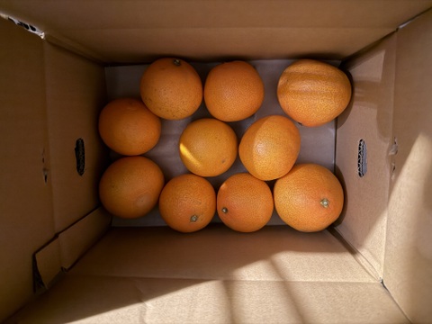 【食べチョク5周年目・感謝価格】まどんな 2kg【冬ギフト】