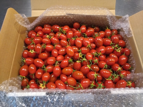 高糖度ミニトマト「あまりこ」2kg箱詰め