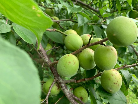 まじりっけなし！梅シロップ梅酒に最適！『色づき白加賀』5kg 自然栽培の梅。様々なレシピに。農薬不使用