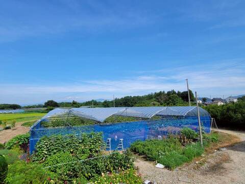 【個性ありお得】大きく、とにかく大きく育てたシャインマスカット（1.6~2kg２房～３房)