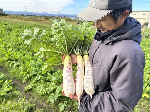 【緻密な肉質】自然栽培 会津赤筋大根 訳あり品 4.5kg~5kg
