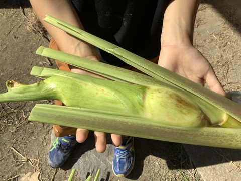 【最終】自然栽培のマコモダケ700g程度（5〜6本）