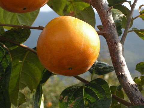太秋柿❗10玉入り2Ｌサイズ　3.5k箱
食味も食感も抜群です。
福岡県久留米市田主丸産