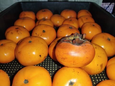 ✨規格外品！【甘柿（富有柿）】1.1kg（10～14玉）　農薬肥料不使用の自然栽培（お試しサイズ）✨