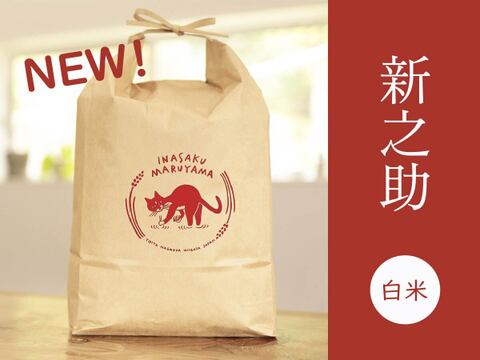 【令和8年産新米】予約・金匠受賞農家🏆つやつや大粒！新之助・白米10kg　新潟米