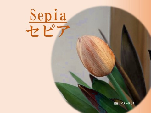 染チューリップ　10本　セピア　発送日は1月中以降となります。　※北海道・沖縄発送不可※