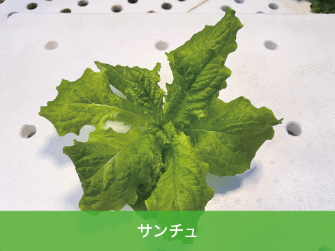 【化学肥料不使用】つなぐファームセット【8種類の野菜】　1箱14袋（レタス5種類×2袋、サンチュ2袋、小松菜6本入り1袋、ルッコラ6本入り1袋）（レタス、サンチュ1袋70～90ｇ程度）