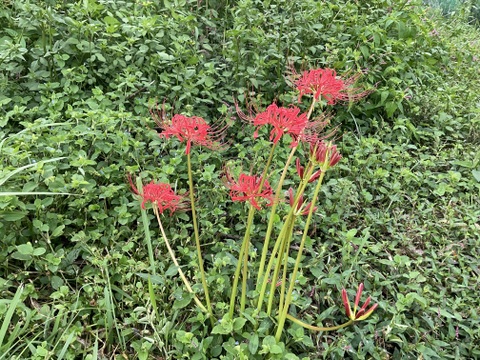 【大好評♪】主茎　 茎ブロッコリー　1350g→ 1760g  from 名水の里　神奈川県秦野市