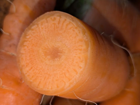 こだわり土壌で栽培した博多の冬ニンジン　約1.9kg  福岡産