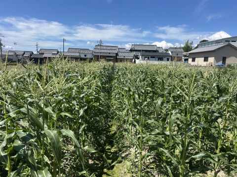 朝採りとうもろこし❗️　5本セット　糖度20%前後❗️