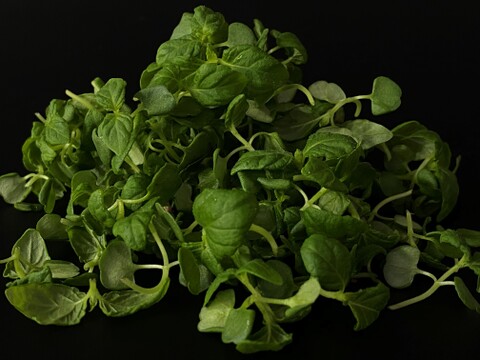 【青しそ】マイクログリーン(7ｇ)成熟野菜の約5倍の栄養価！