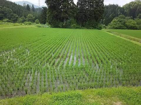 【数量限定】新潟県産コシヒカリ 令和7年度新米 白米 自家消費用お裾分け