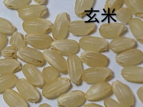 【令和７年産　新米】動物由来肥料不使用、化学肥料半減、米粒成長期の農薬ゼロ、だから、米粒は小さめですが、味は凝縮　令和7年新米です　ひとめぼれ4.5kg　標準精米でお届けします