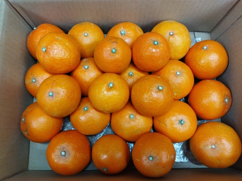 家庭用ＡこぶりМサイズ　樹上完熟まどんな【愛媛果試第28号】　３キロ