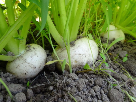 里芋・ターサイ・三池高菜やルッコラ、ワサビ菜・赤大根など　冬野菜おまかせセット！（たっぷり１００サイズ箱Ｌサイズ）