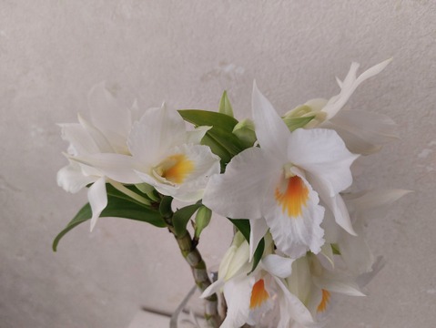 【母の日プチギフト】フォーミディブルのかわいい花束