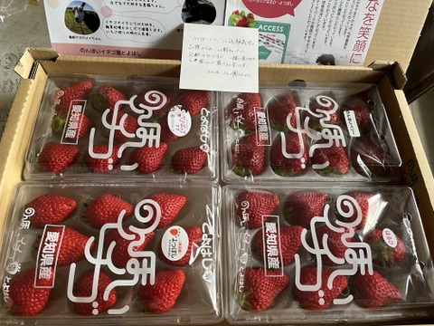 【4品種食べ比べ】園長おまかせ！ジュワっ～とおいしい「甘熟のんほいイチゴ」（1箱4パック入り1000g）【いちご食べ比べ】