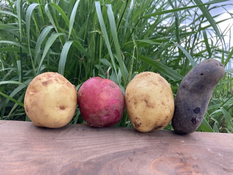 赤い皮と甘さが自慢！【アンデスレッド】3kg