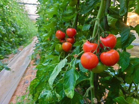 濃厚で甘い！完全無添加『垢田トマトジュース』
530ml