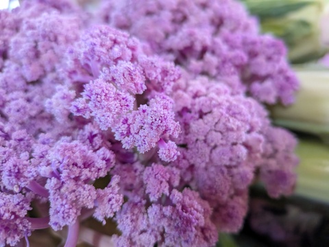 🟣🟡🟢３色セット🟢🟡🟣