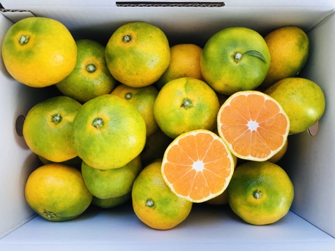 お試し欲張り柑橘セット【極早生みかん2kg】【グリーンレモン1kg】