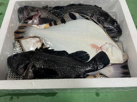 【青森県直送】お試し鮮魚ＢＯＸ　約1キロ