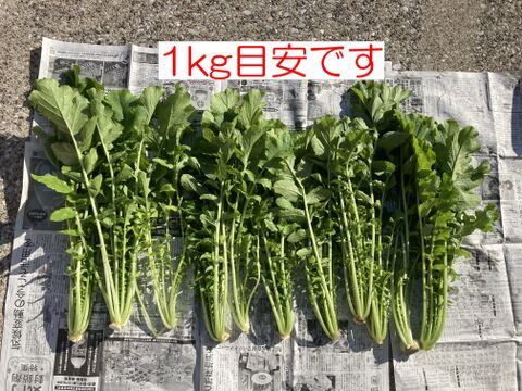 南房総市産　葉大根　1kg
