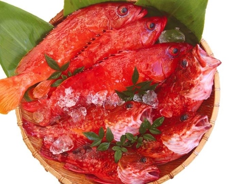【週末SALE】日曜PM3:00まで！数量限定の宮崎県産アカハタとカサゴの鮮魚セット（２kg前後）
