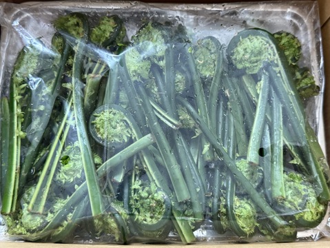 天然 山形県産 青こごみ　春の香りを召し上がれ！　500g(250g×2)