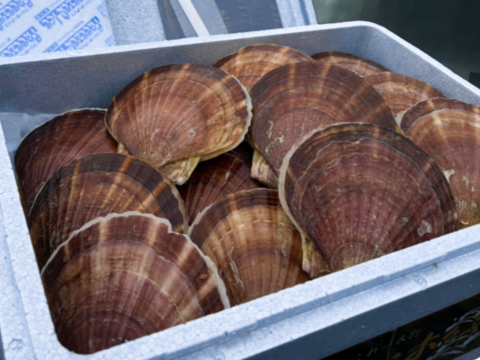 《数量限定20件!!》山六水産の２年貝【5kg】ヘラ付