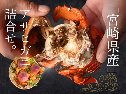 【特大サイズ】アサヒガニ　1kg ｜迫力満点＆濃厚味噌！宮崎直送