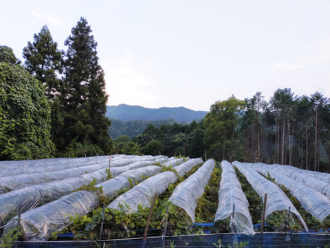 大粒！岡山県産ピオーネ２キロ（4〜5房）