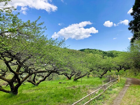 白加賀/青梅　自然栽培　農薬不使用、化学・動物性肥料不使用　☆Ｌサイズ以上２キロ