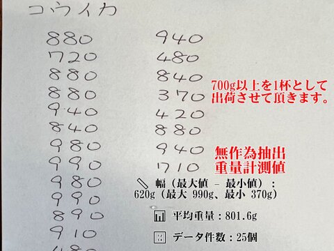 🦑急速冷凍出荷コウイカ【2杯】バリエーション選択可能🌊定置網 スミイカ✨刺身・寿司ネタに！日時指定可能📦🍣 寿司ネタ・刺し身・イカ焼きに最適！🌊 定置網で朝獲れ 烏賊 イカ